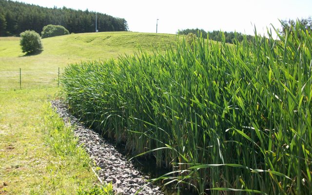 Armathwaite Reedbed