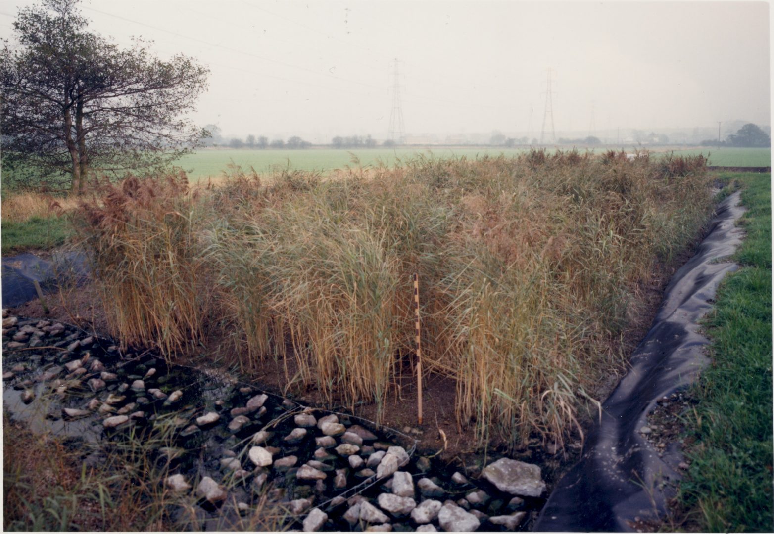 Making Reedbeds - ARM Reedbeds
